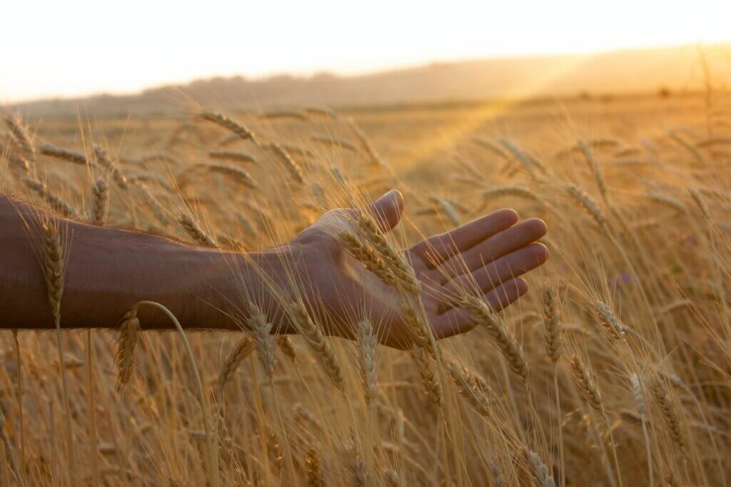 Image from Unsplash of grains