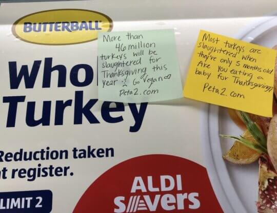 PETA-owned image of post notes mission for featured image from Talitha MM