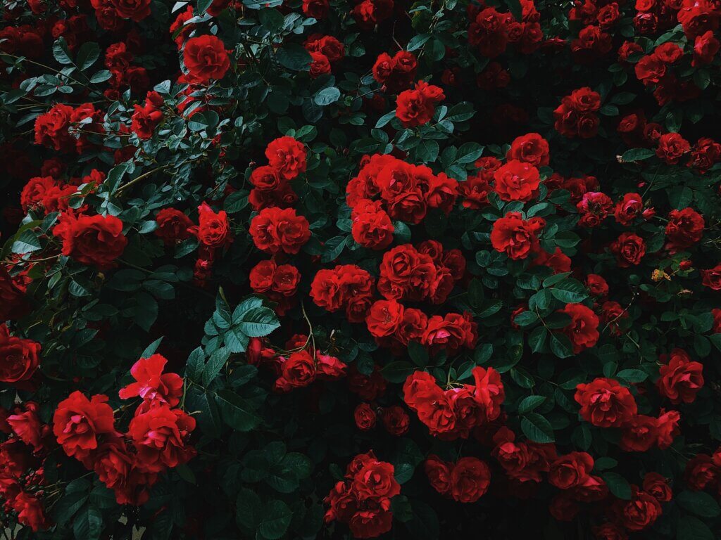Image from Unsplash of roses