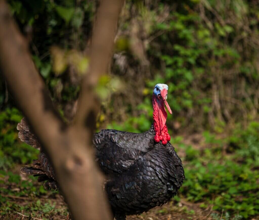 Image of a turkey in a field from Unsplash
