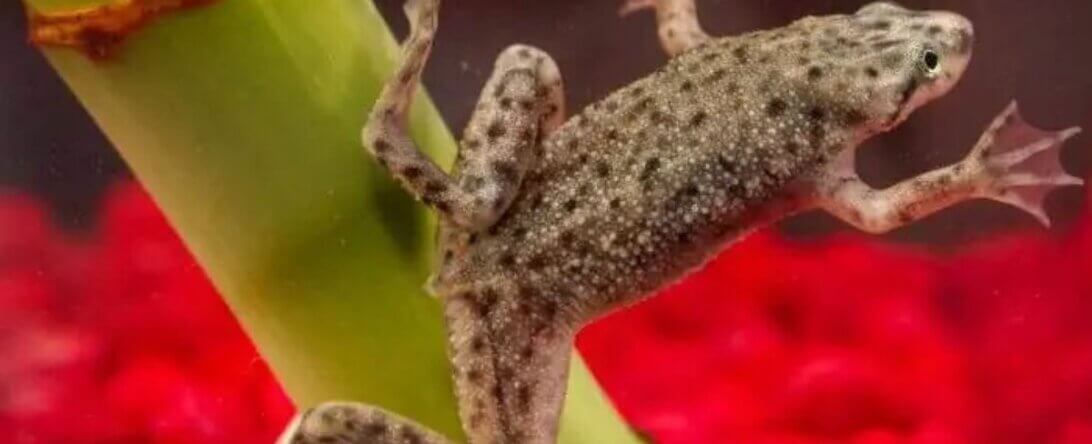 PETA-owned image of an African dwarf frog