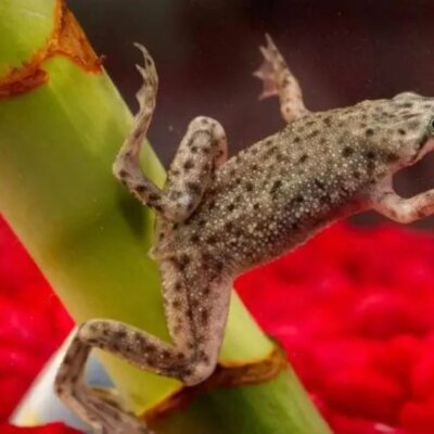 PETA-owned image of an African dwarf frog