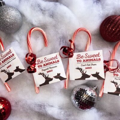 PETA-owned image of candy cane grams featured image from Paige S