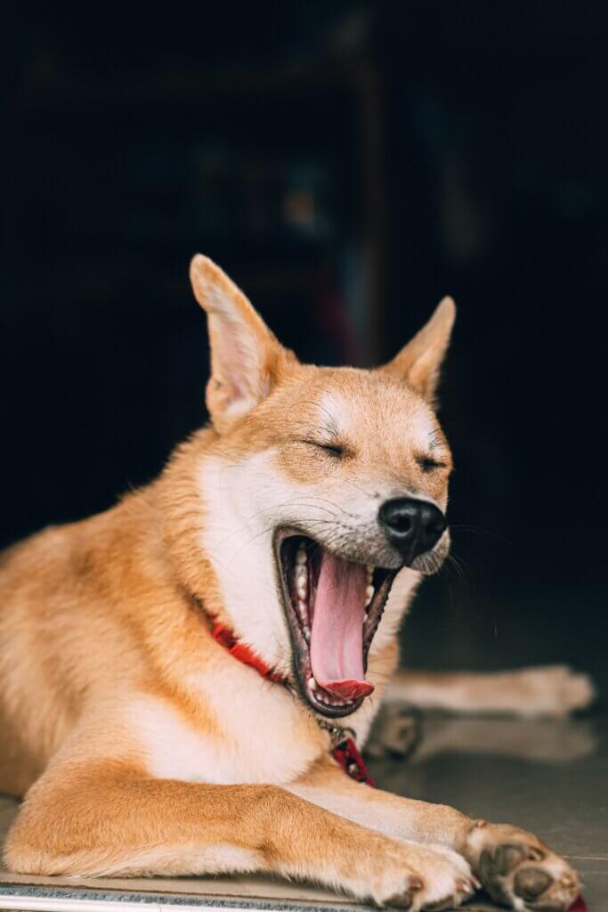animal facts 4