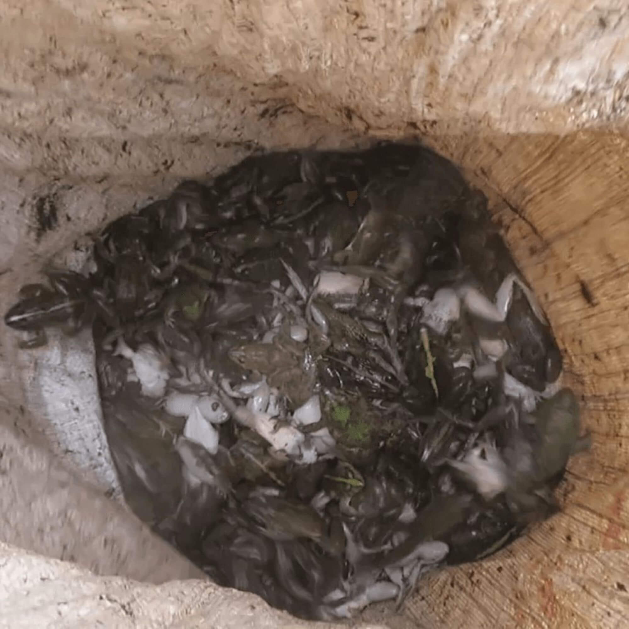 PETA-owned image of the frog-leg industry from https://investigations.peta.org/indonesia-frog-legs/