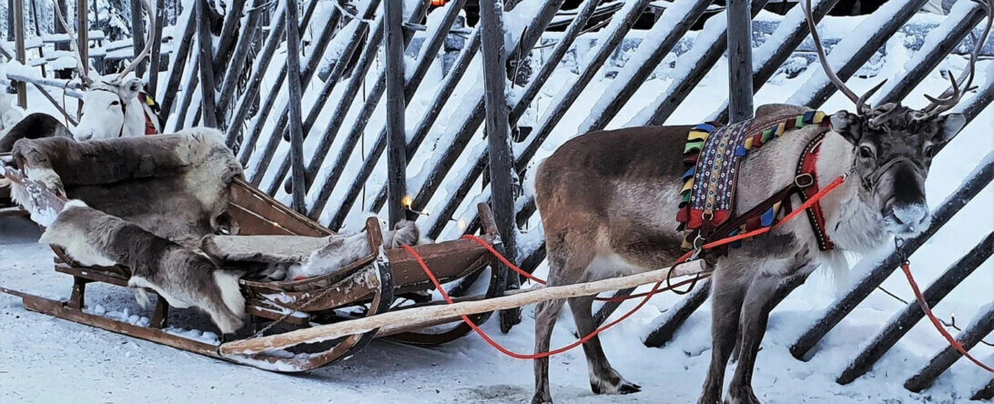 PETA-owned image of a reindeer at a Christmas event from https://headlines.peta.org/christmas-live-reindeer-events/#action