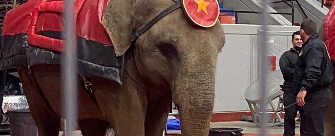 PETA-owned image of an elephant ride for the Carden Circus featured image