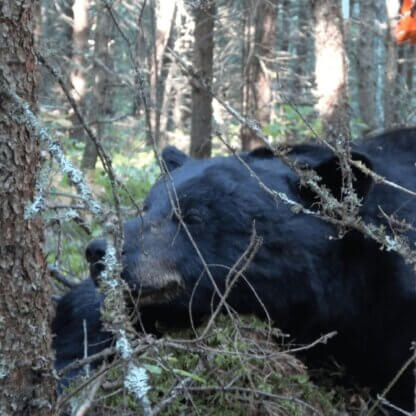 PETA-owned image for the bearskin caps AA featured image from https://action.peta2.com/page/62140/action/1