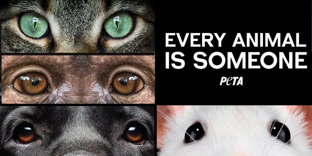 PETA-owned image of every animal is someone from https://headlines.peta.org/every-animal-is-someone/