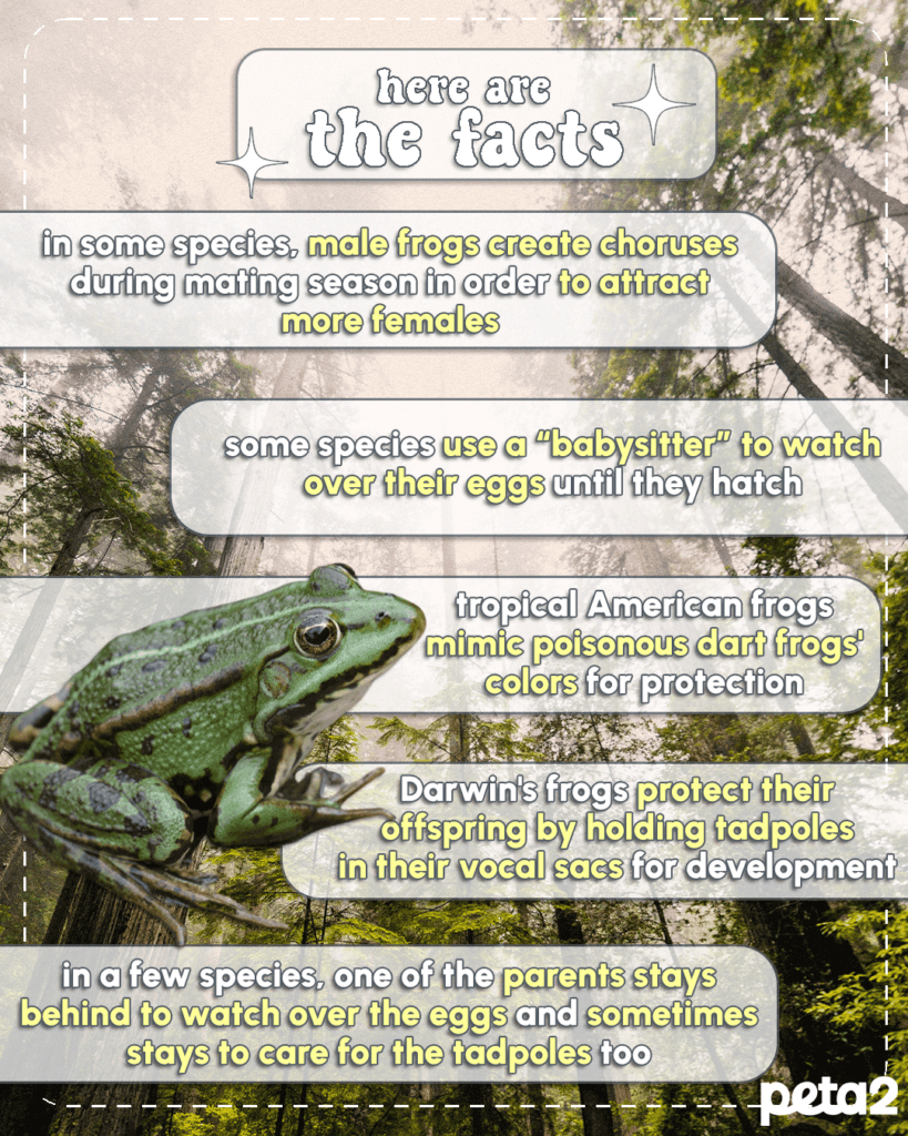 PETA-owned frog facts graphic from Hailey H
