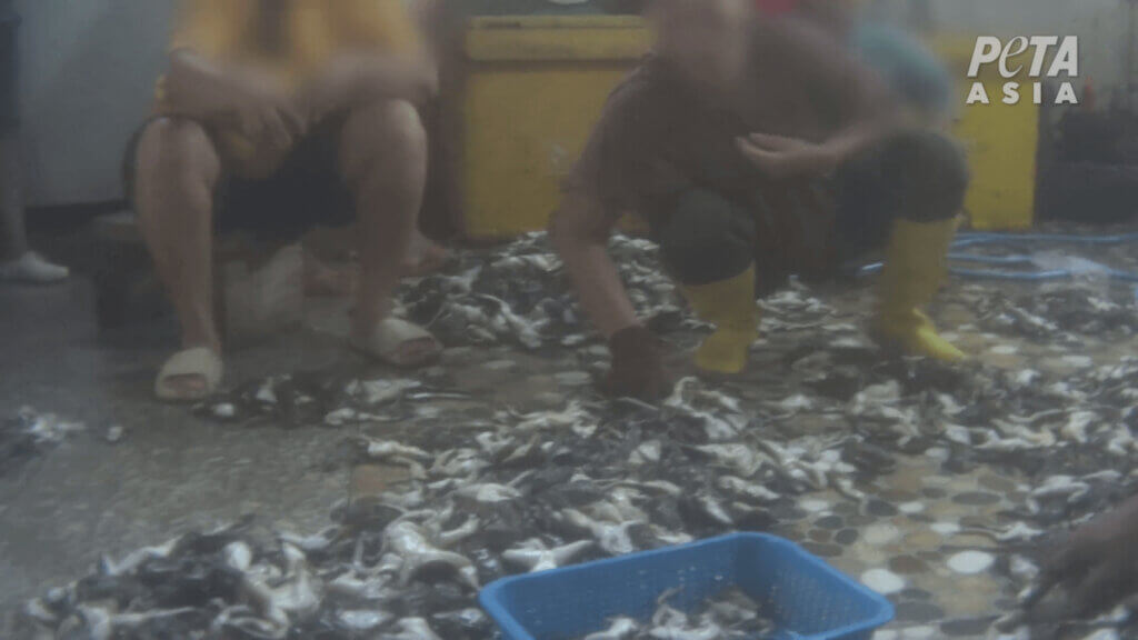 PETA-owned image of the frog-leg industry from https://investigations.peta.org/indonesia-frog-legs/