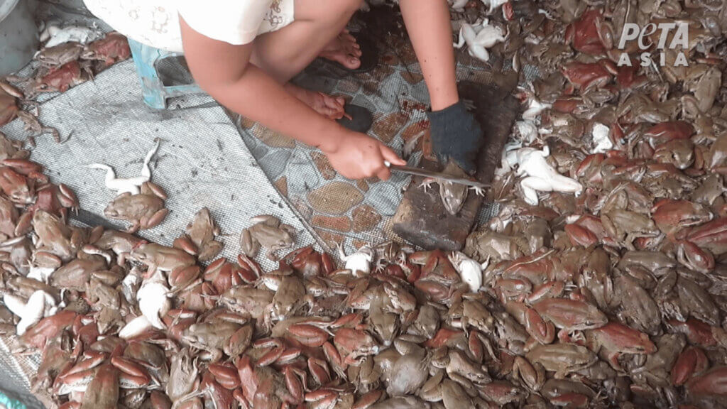PETA-owned image of the frog-leg industry from https://investigations.peta.org/indonesia-frog-legs/