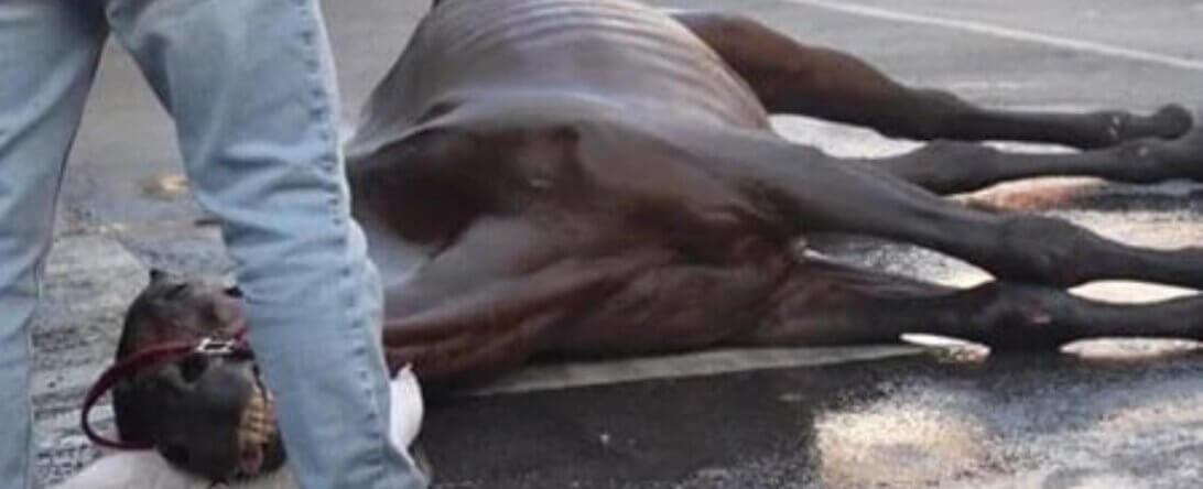 PETA-owned image of a collapsed horse for horse-drawn carriages feature
