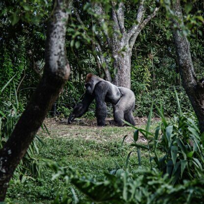 Image from Unsplash of a gorilla for the vegan power guide feature