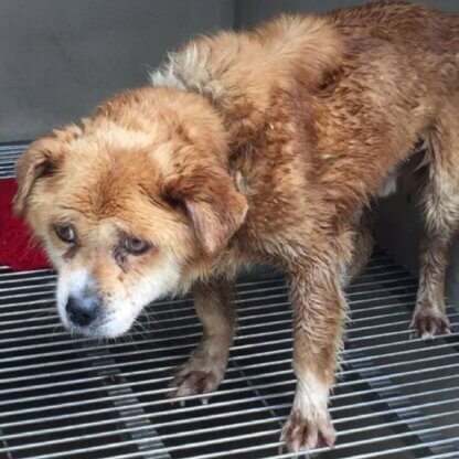 PETA-owned image of a dog used by Ajinomoto