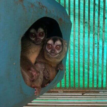 PETA-owned image for the CARGO Act AA from https://headlines.peta.org/cruel-colombian-organizations/, no credit required