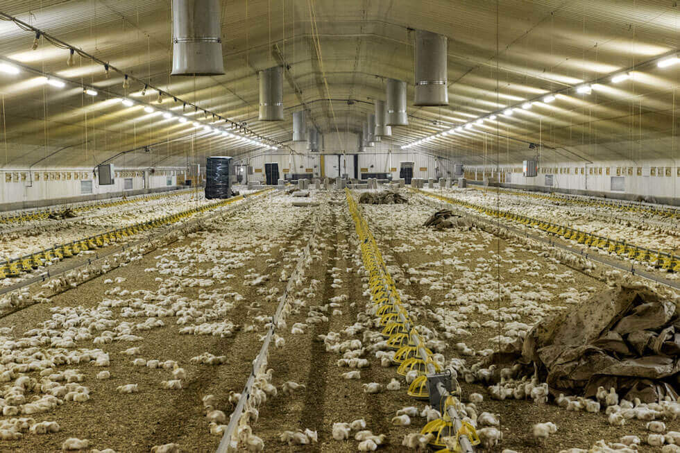 PETA-owned image from U.K. investigation for the chickens super bowl article