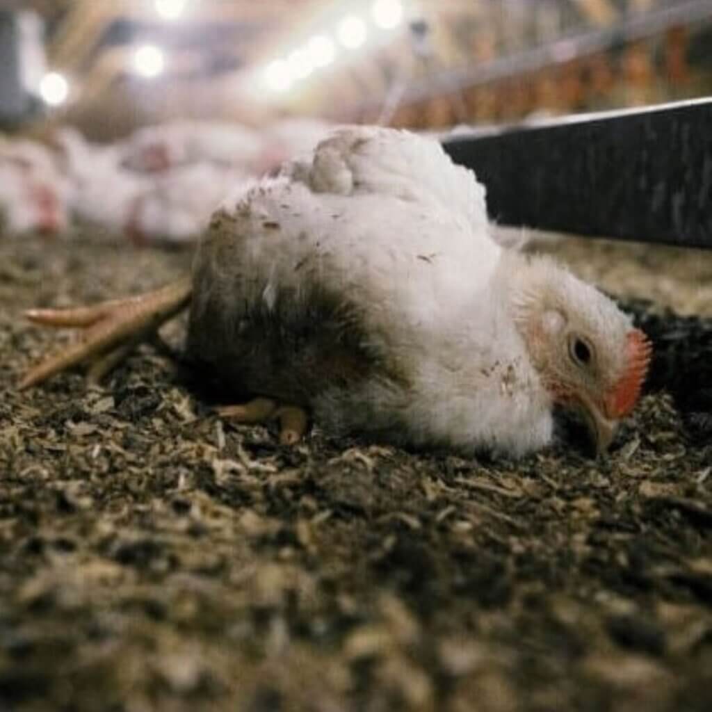 PETA-owned image from U.K. investigation for the chickens super bowl article