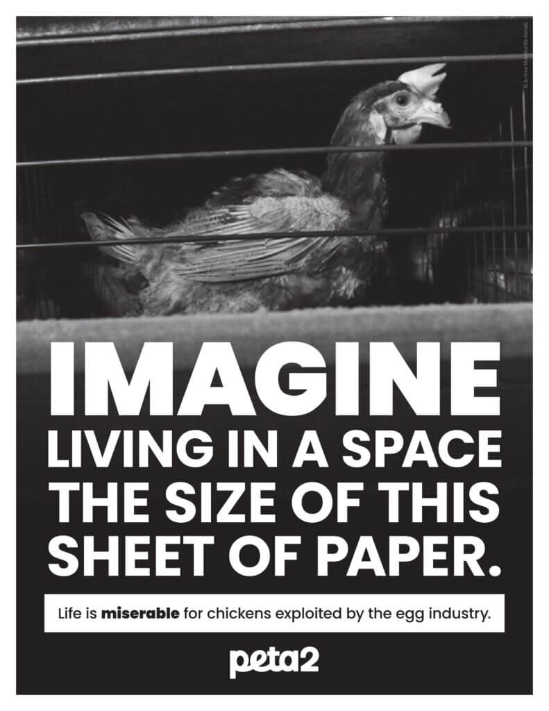PETA-owned egg leaflet