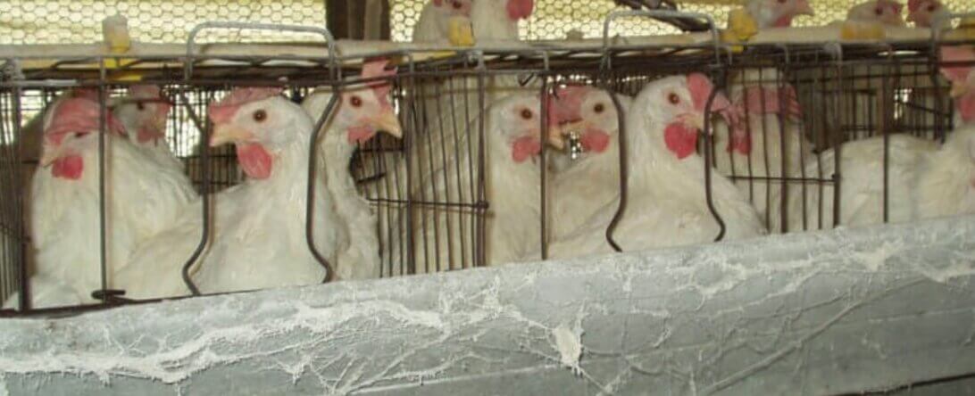 PETA-owned image of hens at the Mepkin Abbey Egg Farm for the egg leaflet featured image