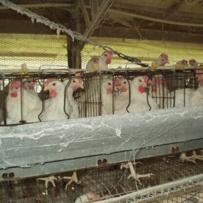 PETA-owned image of hens at the Mepkin Abbey Egg Farm for the egg leaflet featured image