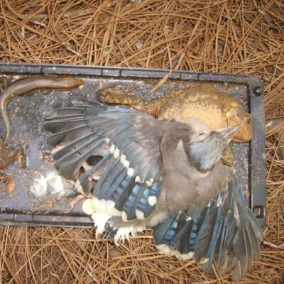 PETA-owned image of a glue trap from https://support.peta.org/page/60094/action/1?locale=en-US