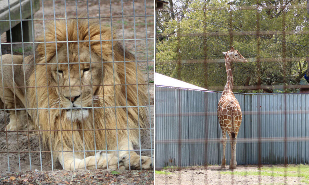 PETA owned image of Simba and Jambo for the lonely animals feature