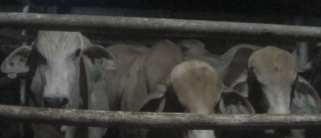 PETA-owned image for the Australian cows feature from https://investigations.peta.org/australia-live-export-indonesia-slaughterhouse/