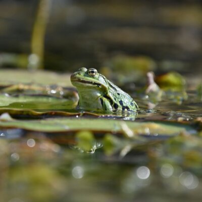 Image from Unsplash for the Cut Out Dissection website featured image