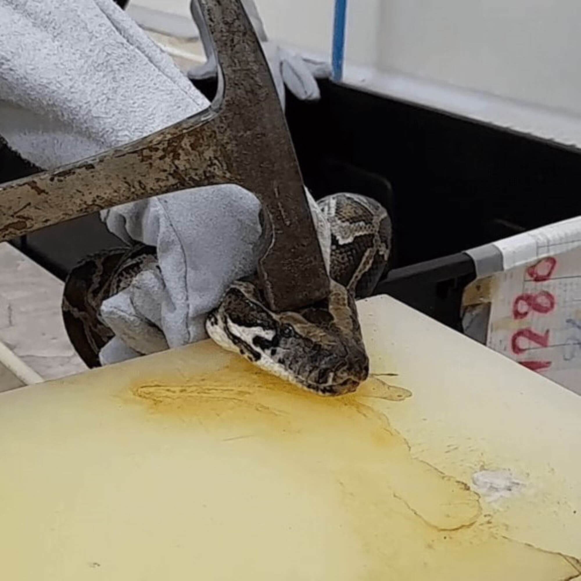 PETA-owned image for the Python Farms AA featured