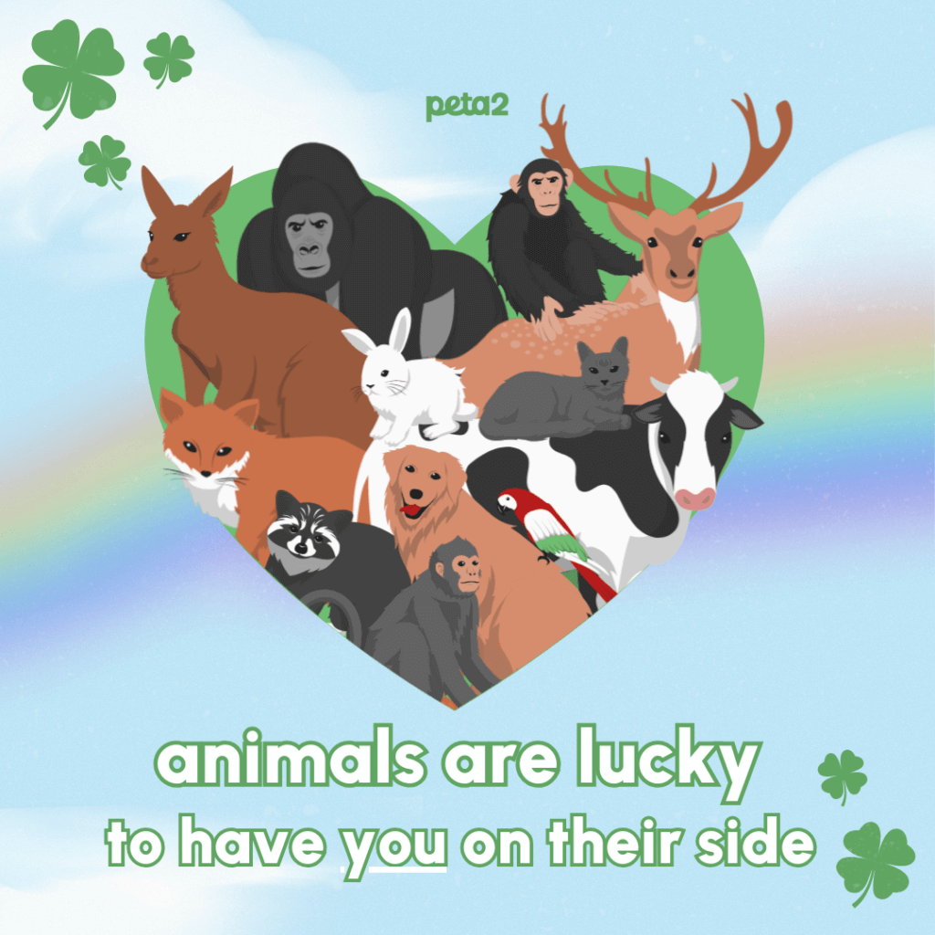 PETA-owned graphic for the St. Patrick's Day feature