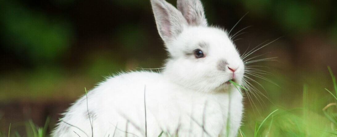 Image of a bunny from Unsplash for the animals Easter gifts article