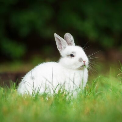 Image of a bunny from Unsplash for the animals Easter gifts article