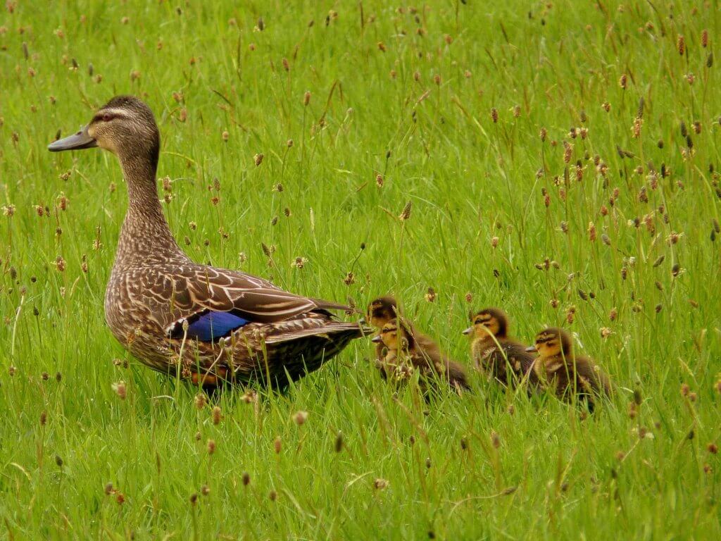 Image of ducklings from Unsplash for the animals Easter gifts article