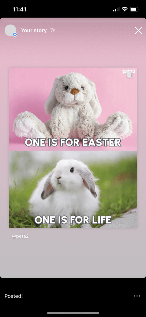PETA-owned image of the animals Easter gifts mission example from Calvin M