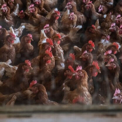 Image from Jo-Anne McArthur / We Animals Media for the cage-free eggs mission example