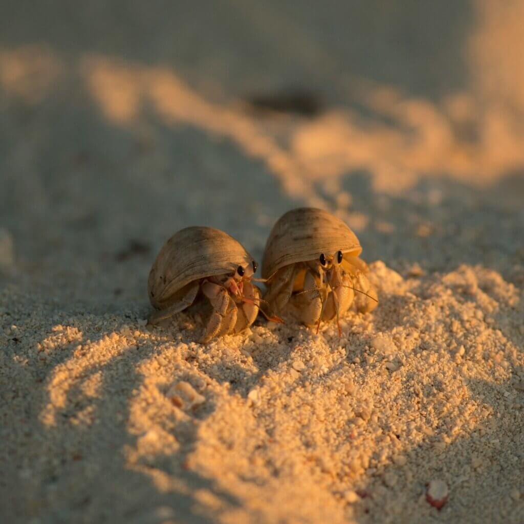 Image from Unsplash for the Another Crab's Treasure featured image