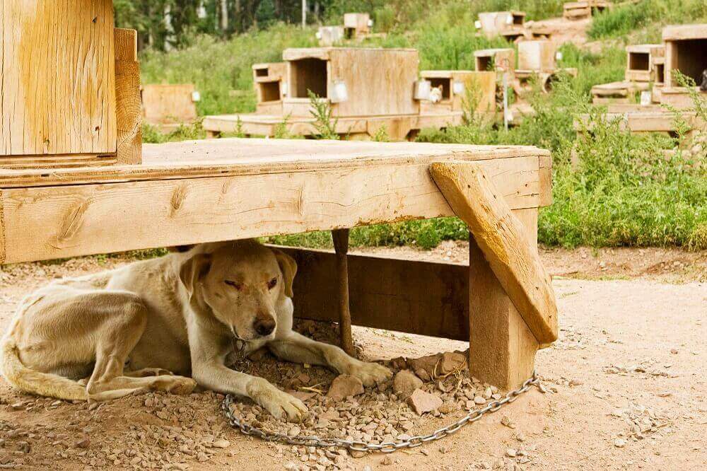 PETA-owned image for the Iditarod AA from https://headlines.peta.org/iditarod-race-will-leave-you-outraged/