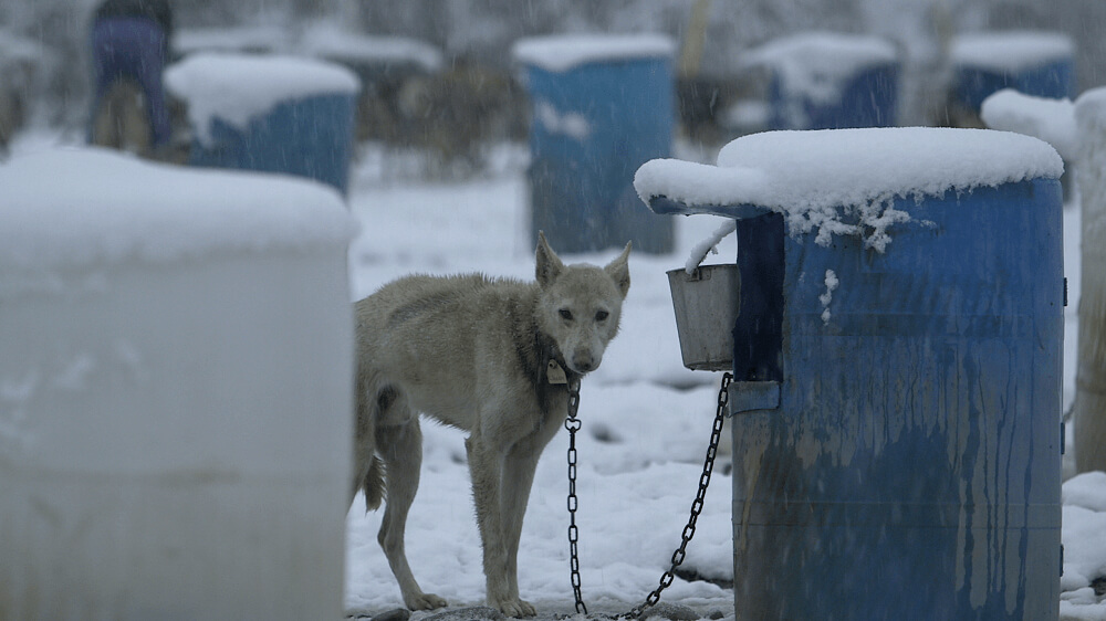 PETA-owned image for the Iditarod AA from https://headlines.peta.org/iditarod-race-will-leave-you-outraged/
