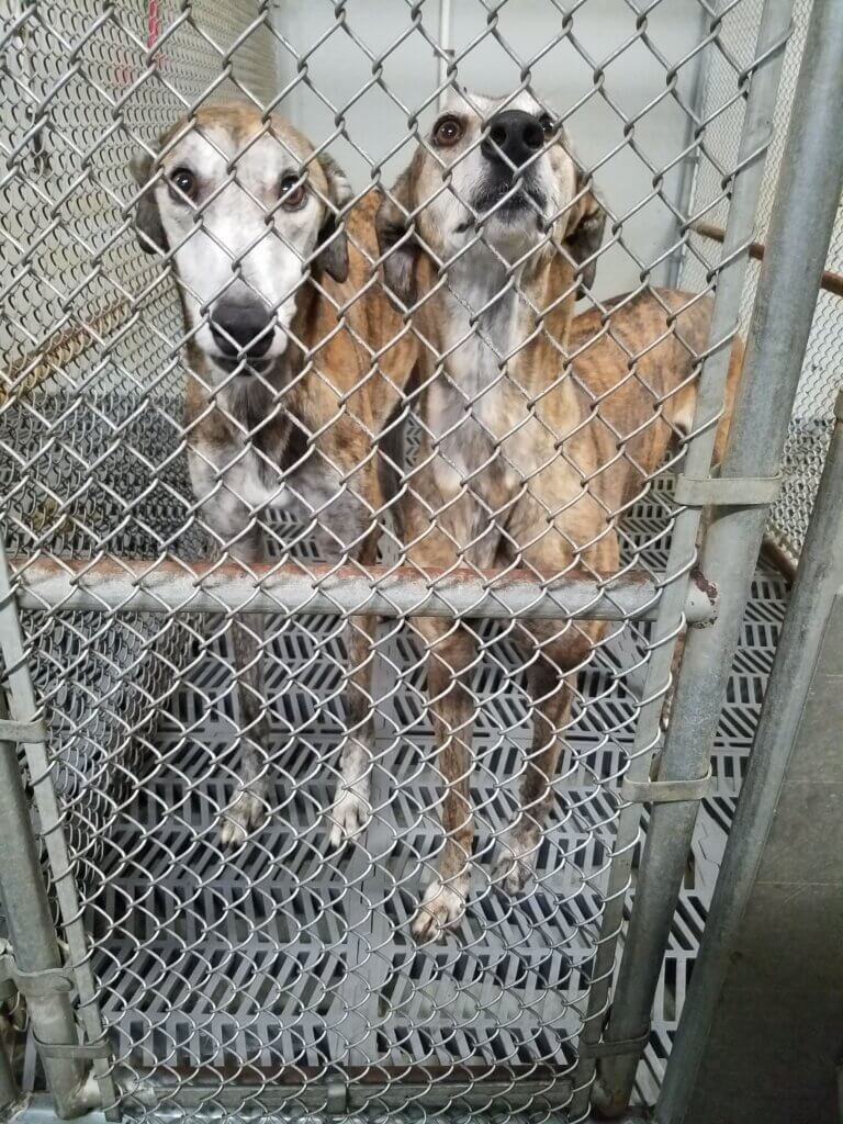 PETA-owned image from https://investigations.peta.org/veterinarians-blood-bank/ for the blood bank page