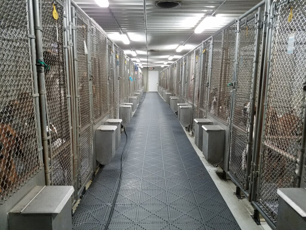PETA-owned image from https://investigations.peta.org/veterinarians-blood-bank/ for the blood bank page