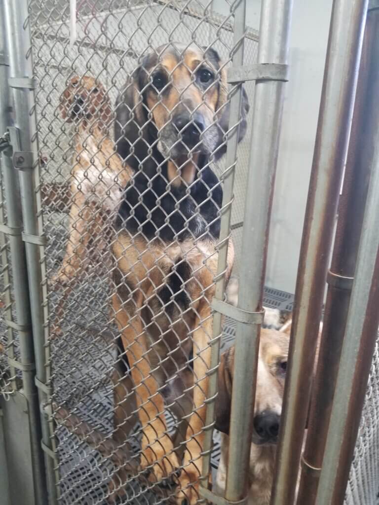PETA-owned image from https://investigations.peta.org/veterinarians-blood-bank/ for the blood bank page