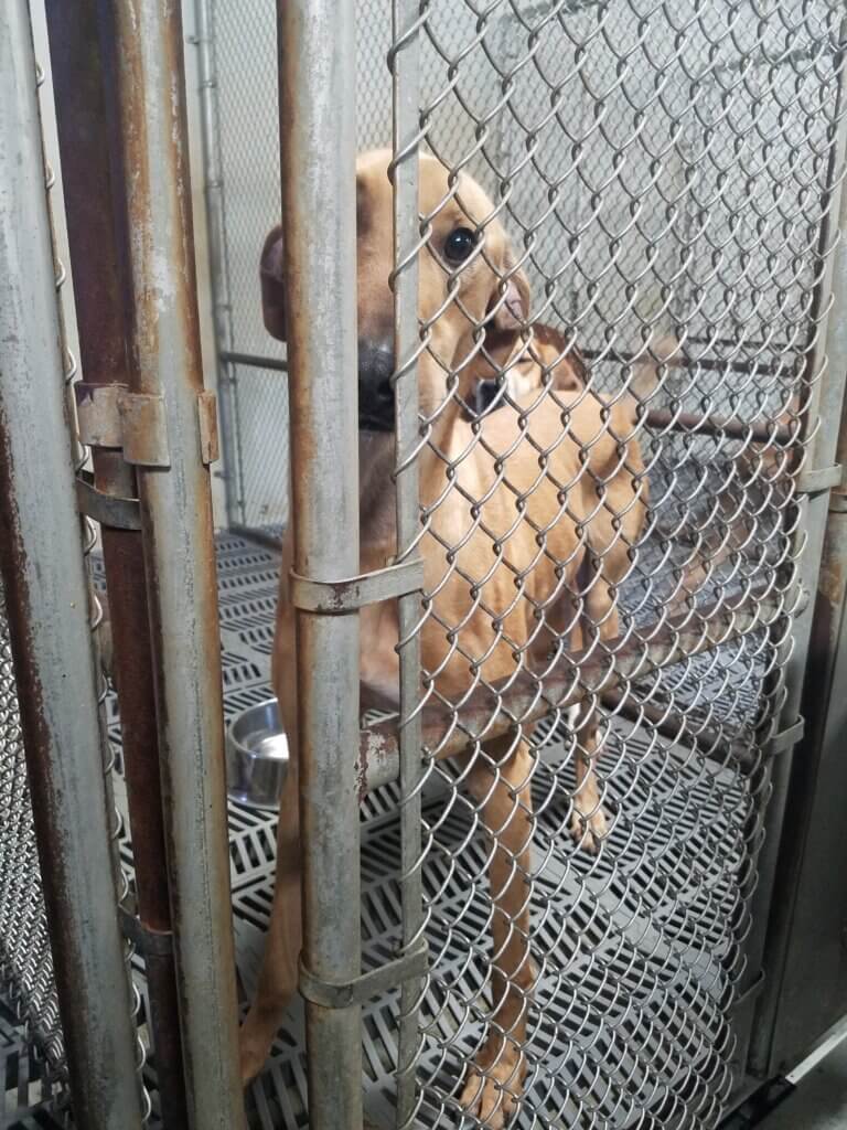 PETA-owned image