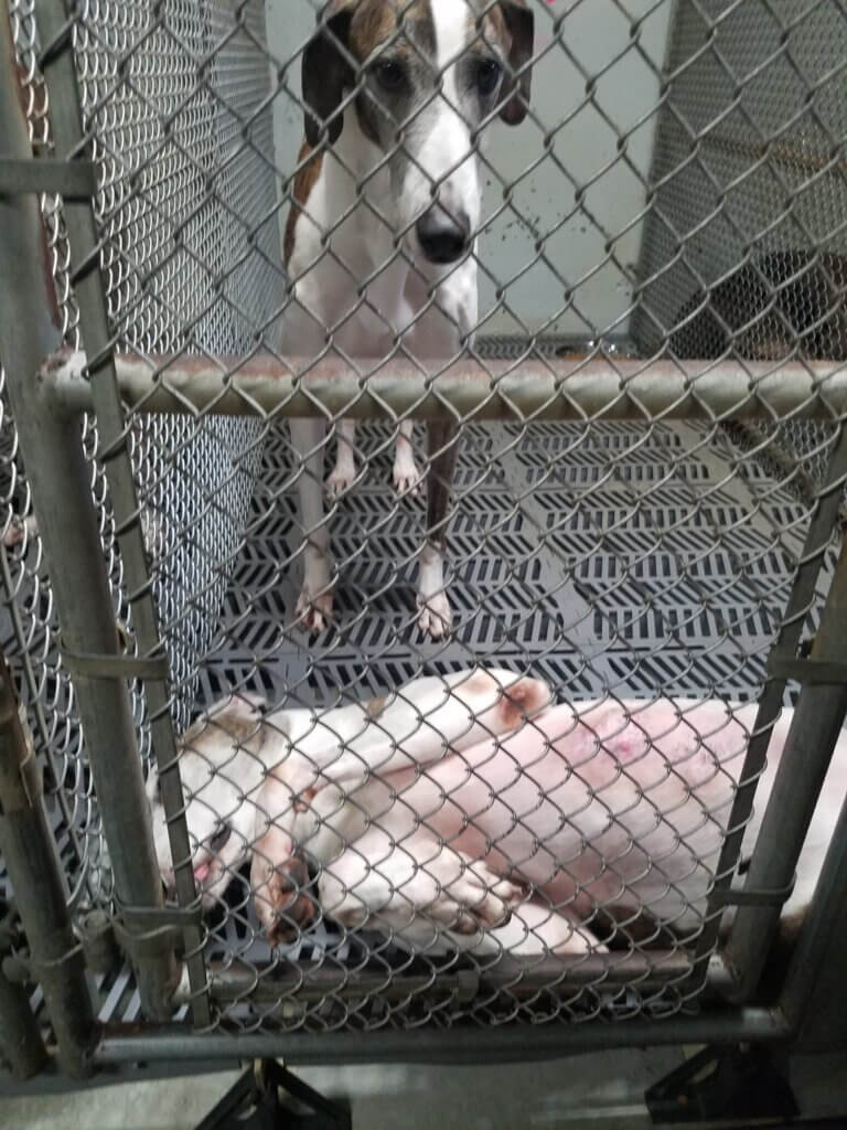 PETA-owned image from https://investigations.peta.org/veterinarians-blood-bank/ for the blood bank page