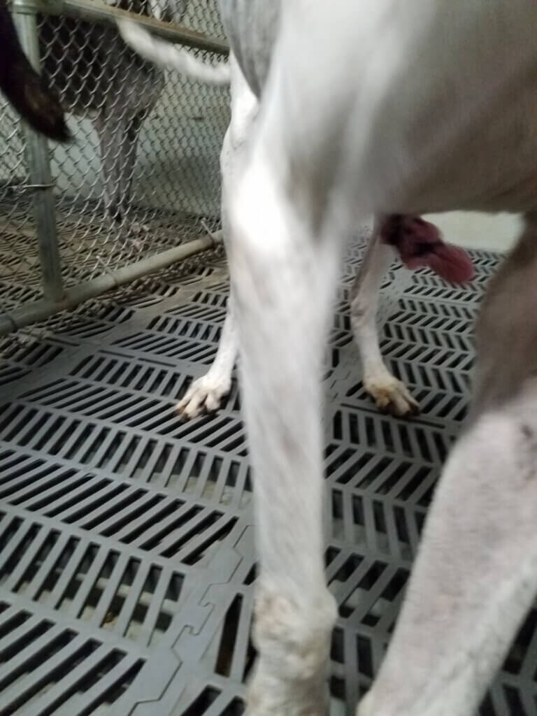 PETA-owned image