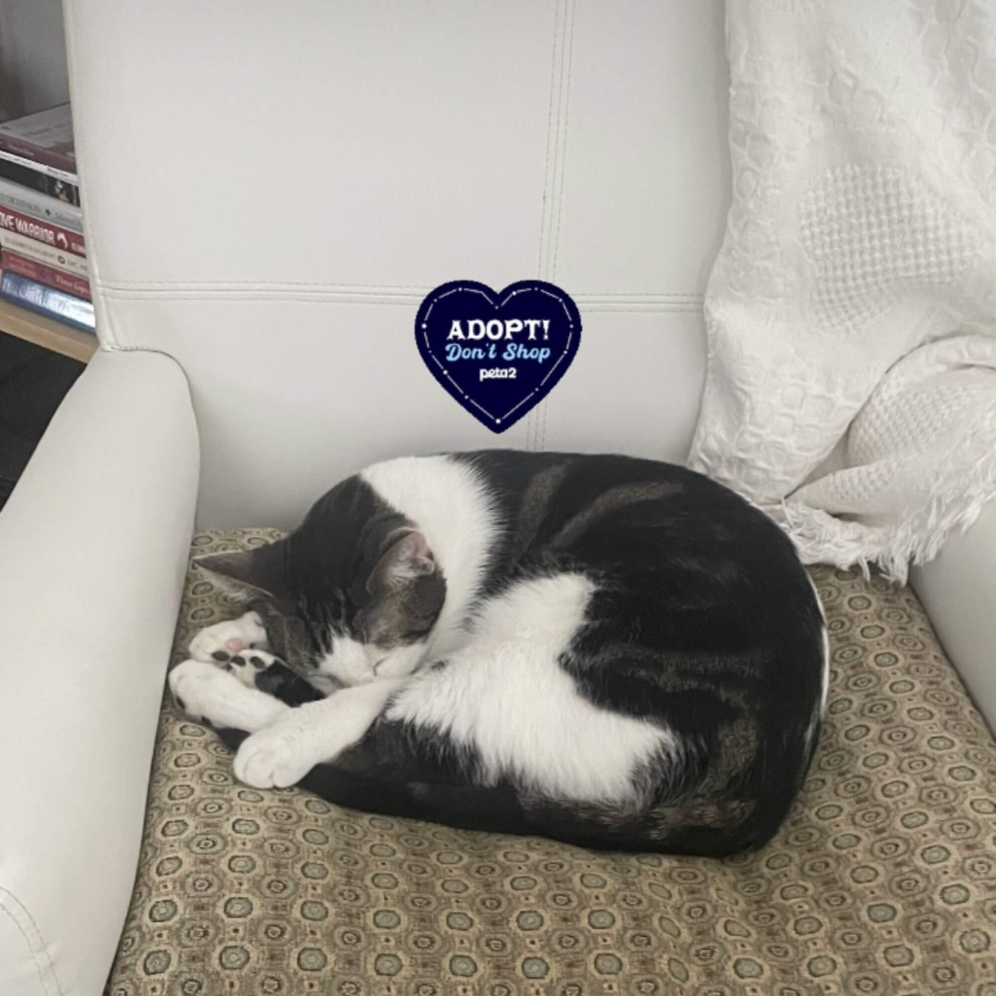 PETA-owned image for the adopt don't shop mission from Calvin M