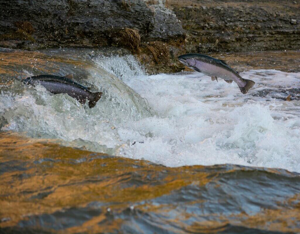 Image from Unsplash of salmon for the animals beauty routines article