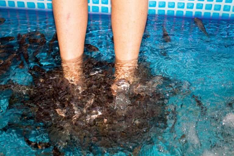 Image from iStock of a fish pedicure for the animals beauty routines article