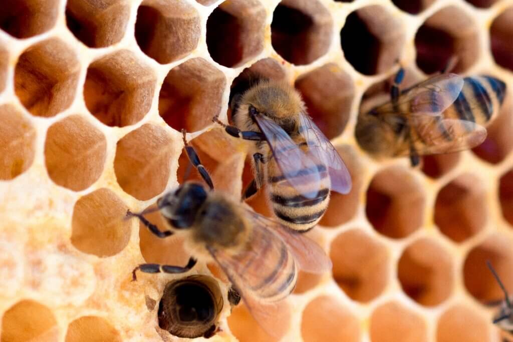 Image from iStock of honeycomb for the animals beauty routines article