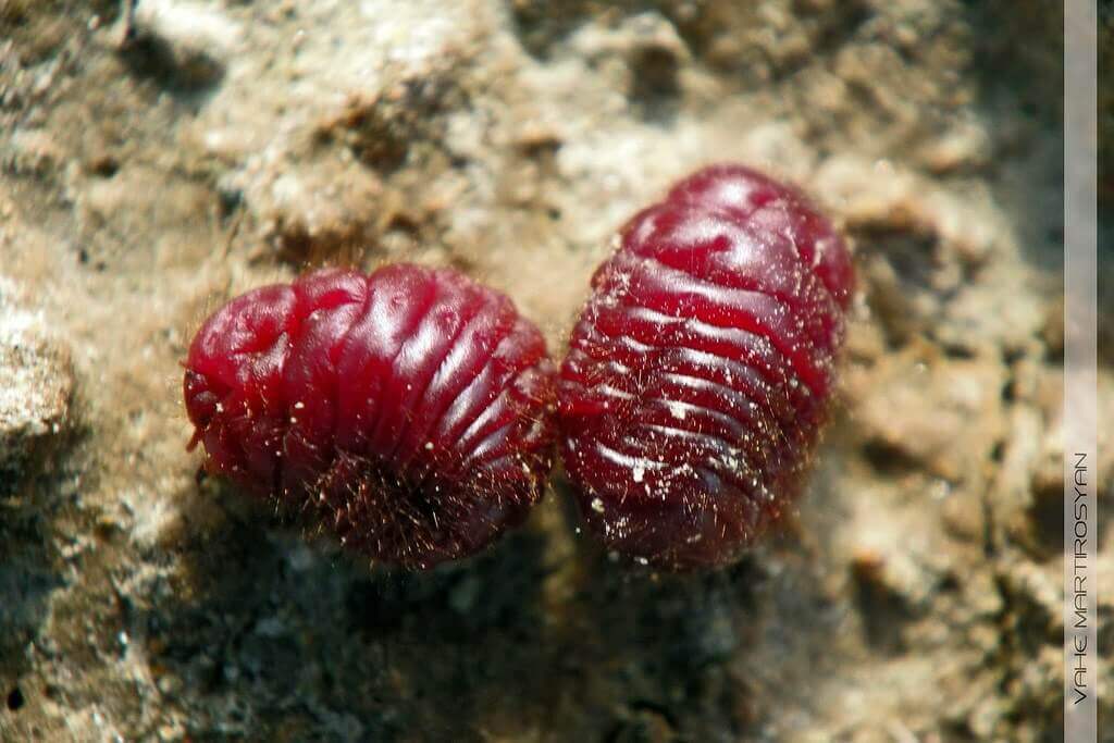 Image from iStock of beetles for the animals beauty routines article